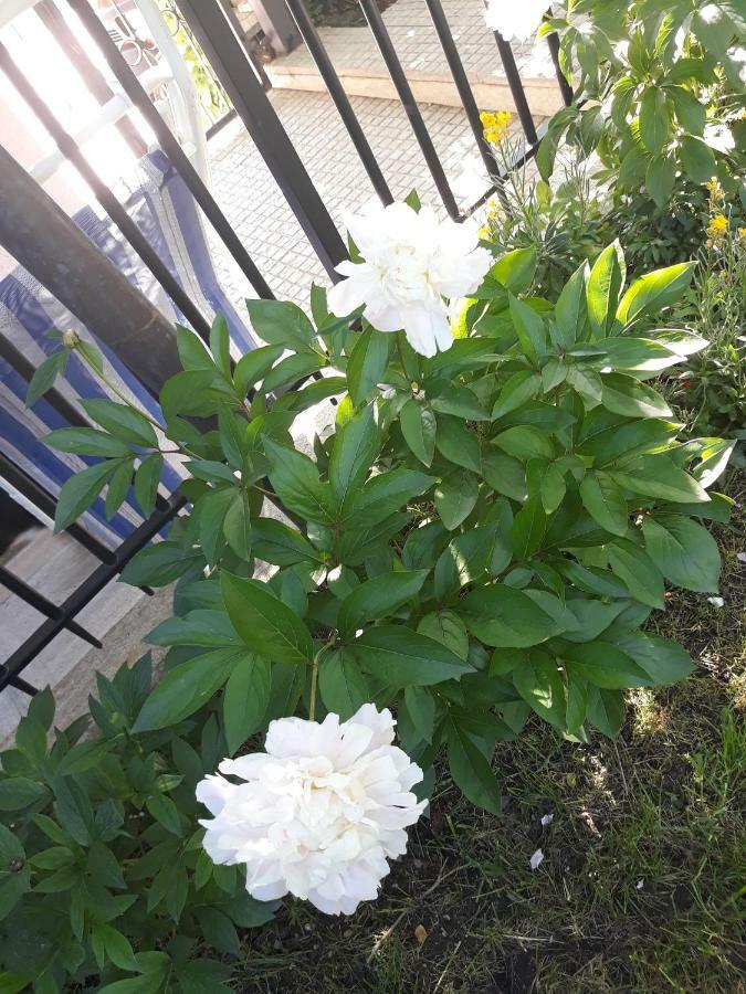 Appartamento El Giardino delle Rose..... Serre Di Rapolano Esterno foto